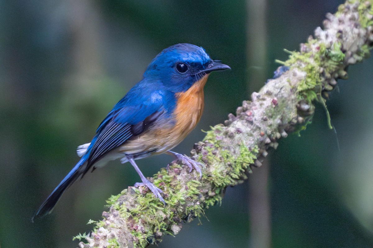 Hill Blue Flycatcher - ML619562515