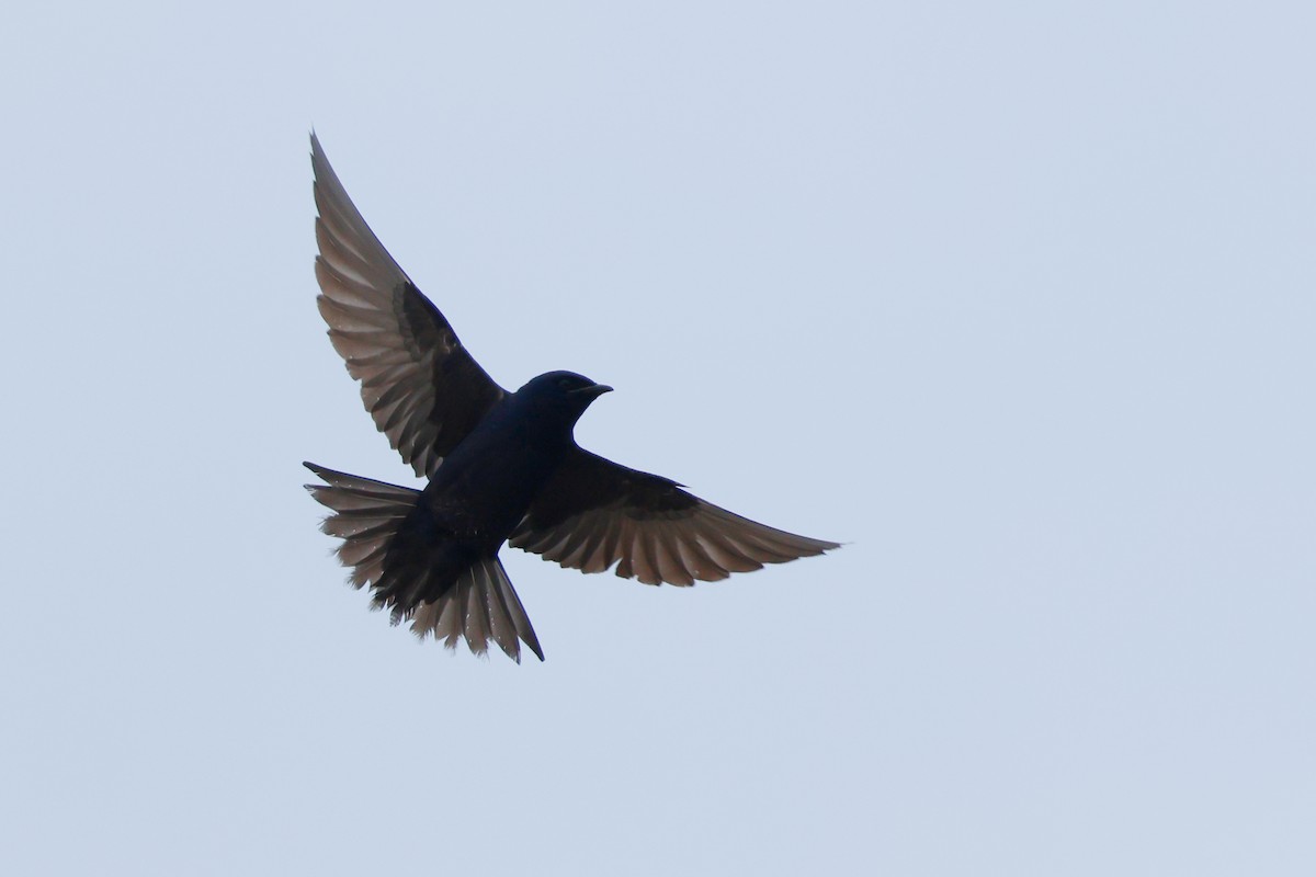 Purple Martin - Brendan Fogarty