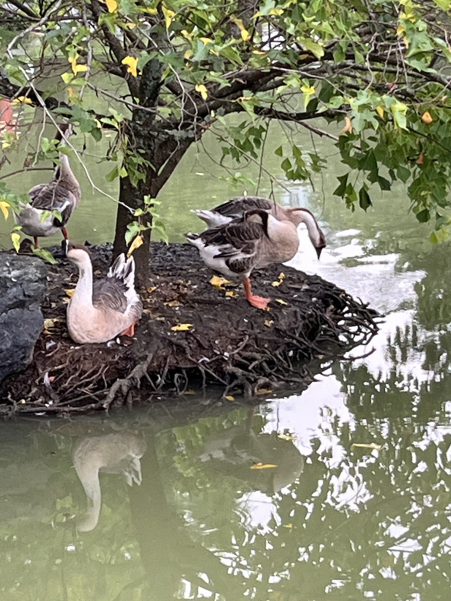 Swan Goose (Domestic type) - silvius k