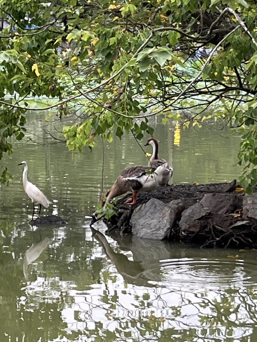 Swan Goose (Domestic type) - silvius k