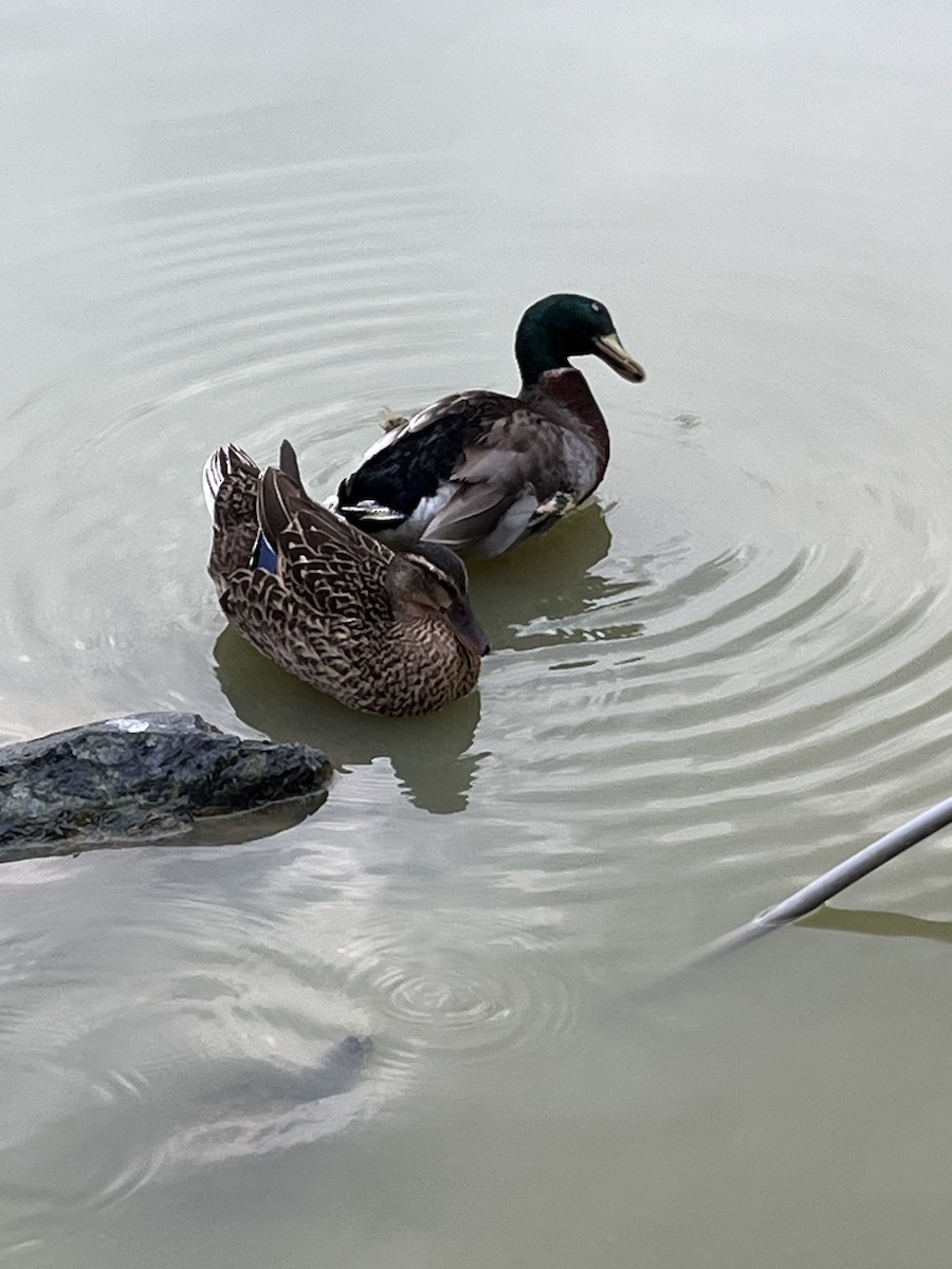 Mallard (Domestic type) - silvius k