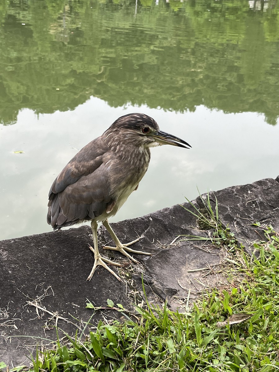 Black-crowned Night Heron - silvius k