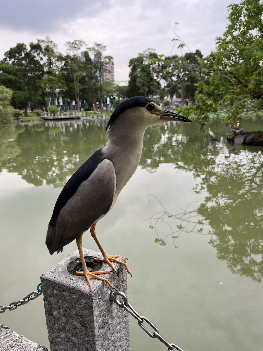 Black-crowned Night Heron - silvius k