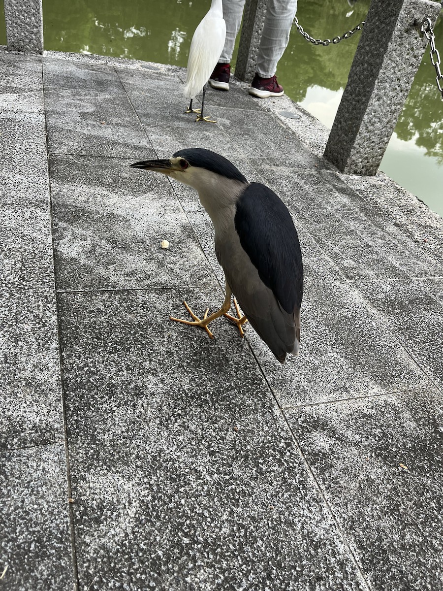 Black-crowned Night Heron - silvius k