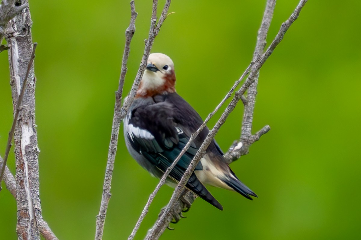 Chestnut-cheeked Starling - ML619562536