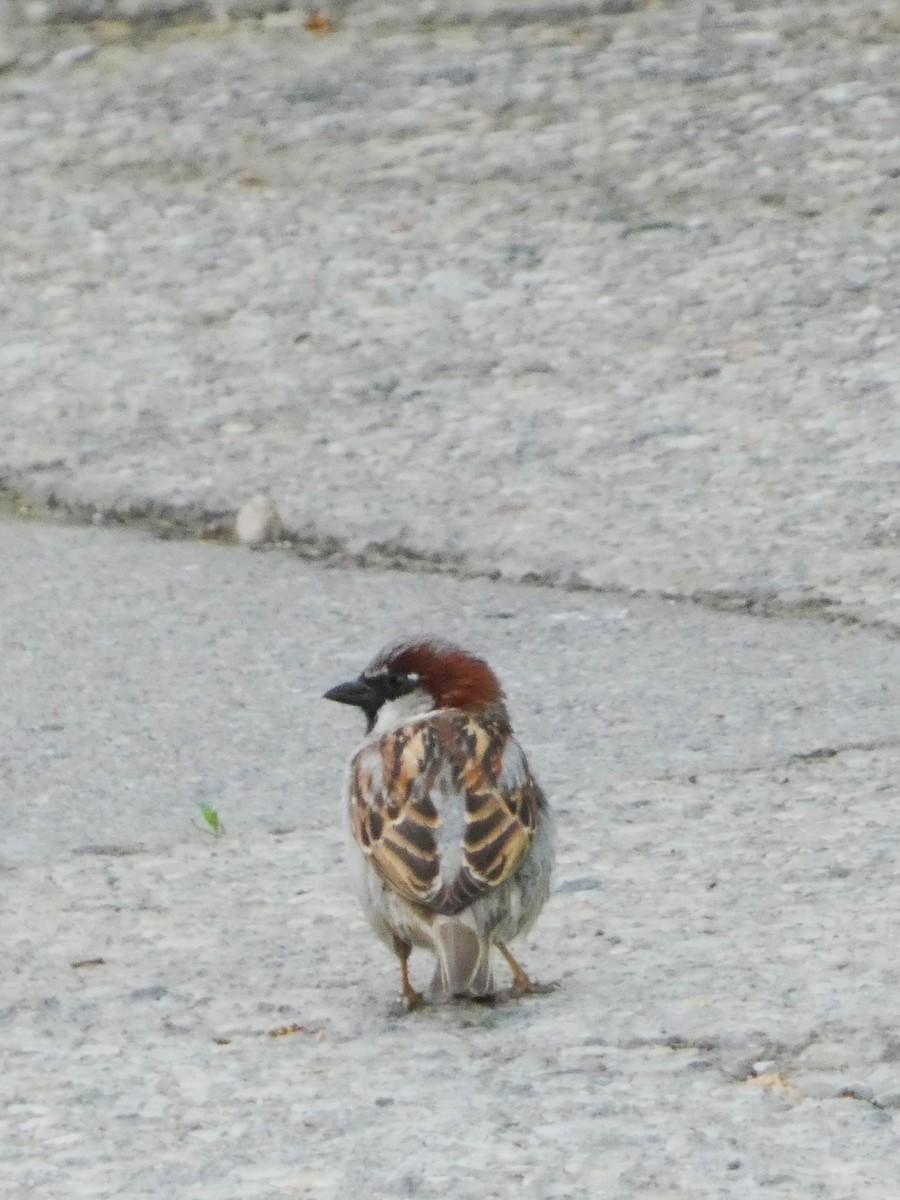 House Sparrow - Sarah Bowman