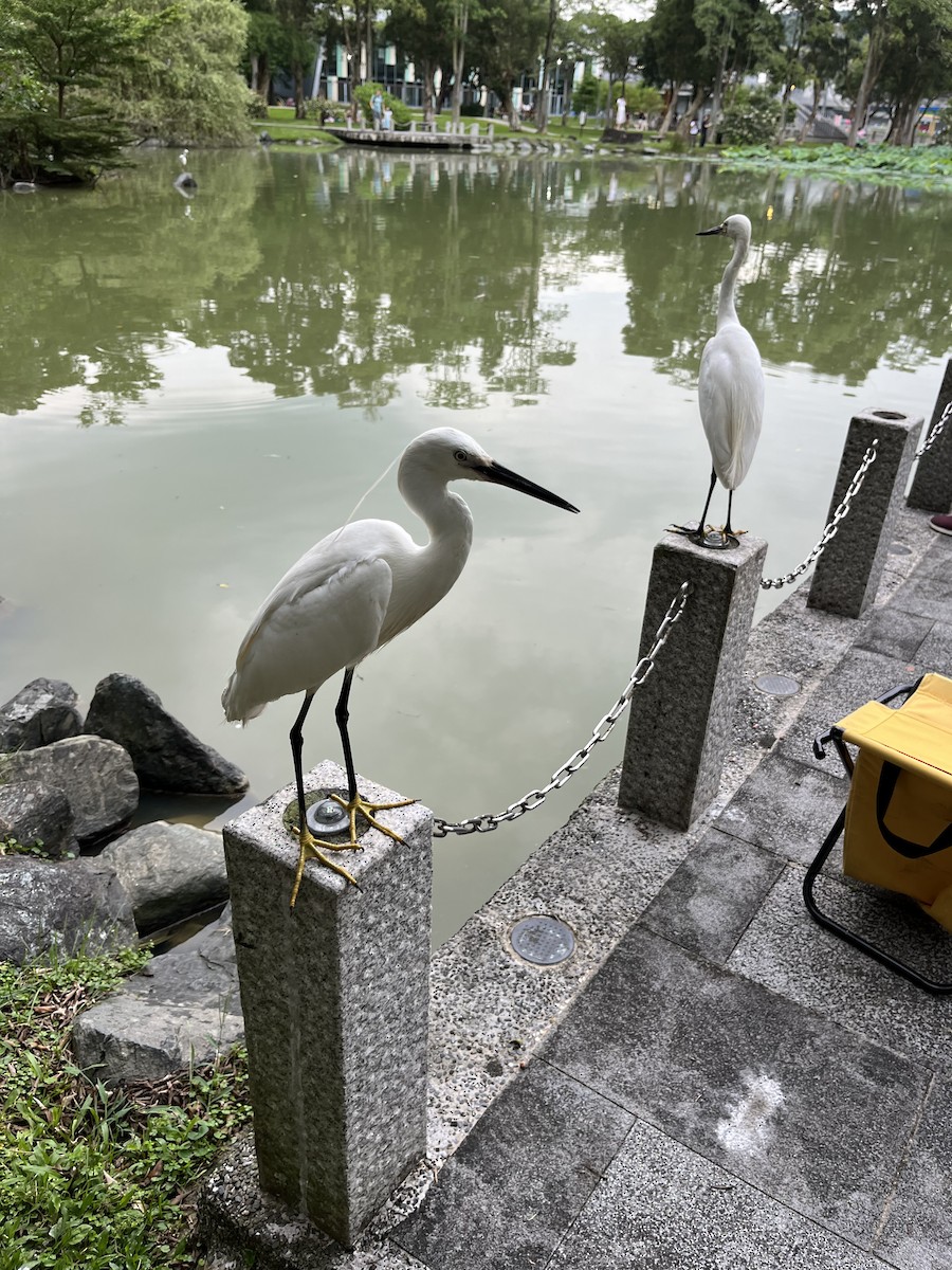 Little Egret - silvius k