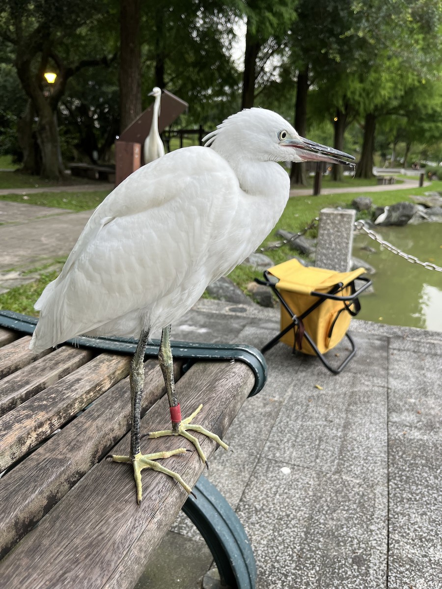 Little Egret - silvius k