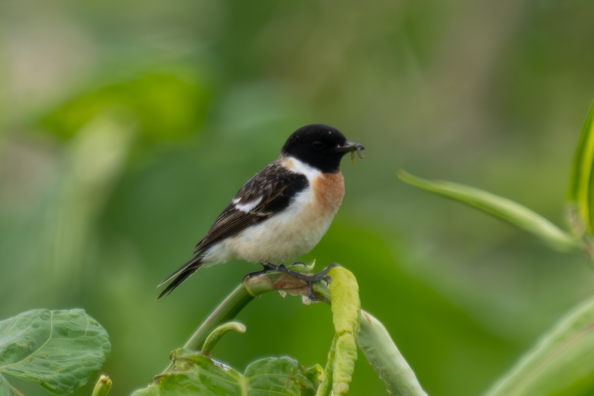 Amur Stonechat - MASATO TAKAHASHI