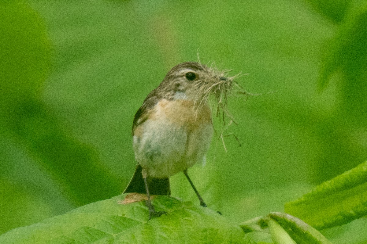 Amur Stonechat - MASATO TAKAHASHI