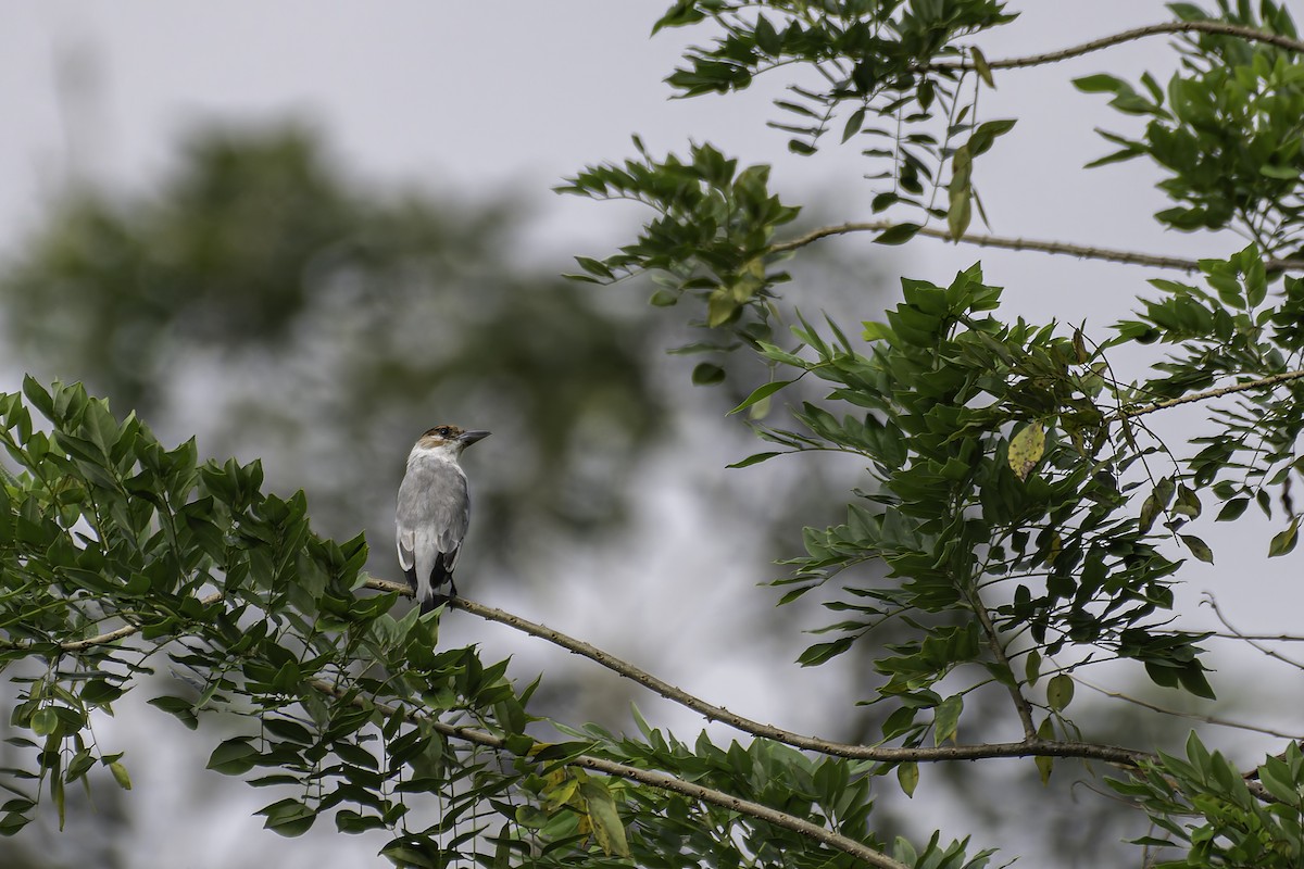 Black-crowned Tityra - George Roussey