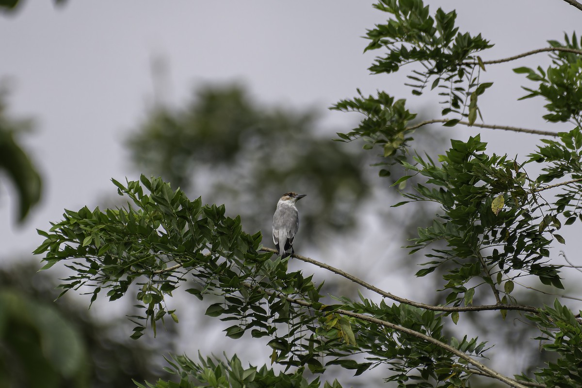 Black-crowned Tityra - George Roussey