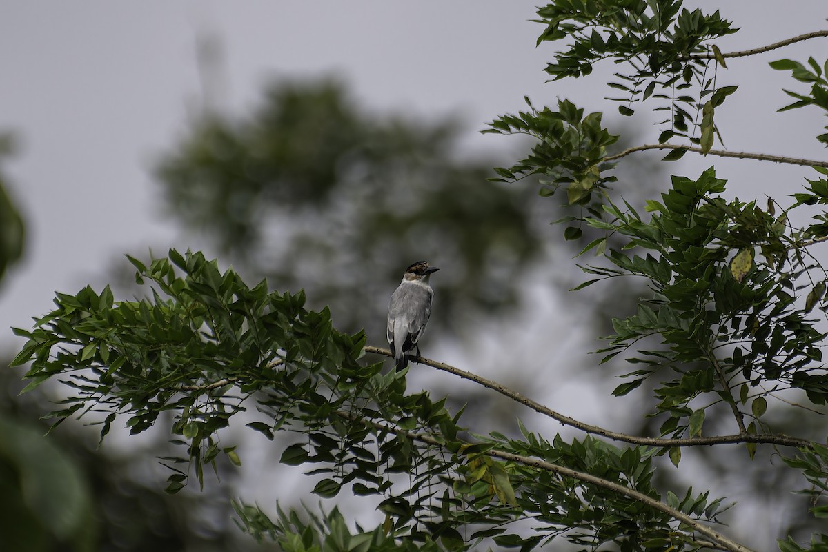 Black-crowned Tityra - George Roussey