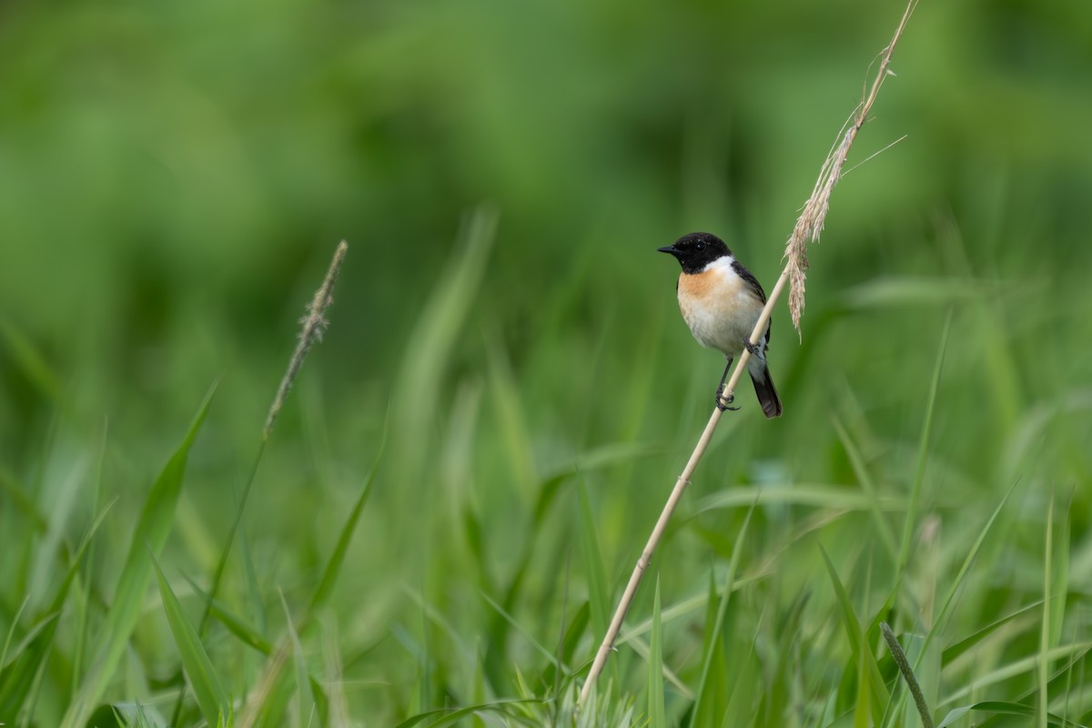 Amur Stonechat - MASATO TAKAHASHI