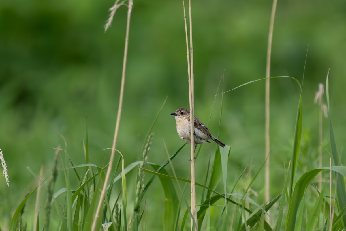 Amur Stonechat - MASATO TAKAHASHI