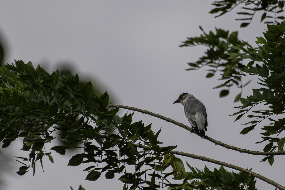 Black-crowned Tityra - George Roussey