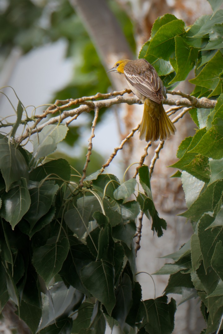 Bullock's Oriole - CJ FLICK