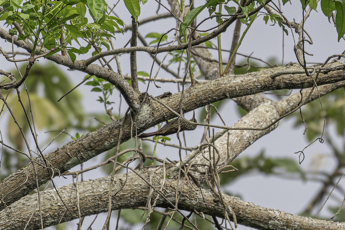 Streak-headed Woodcreeper - ML619562567