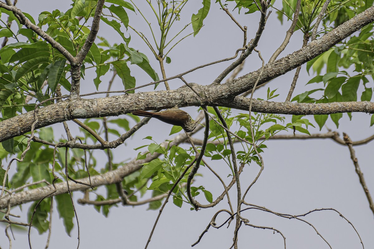 Streak-headed Woodcreeper - George Roussey