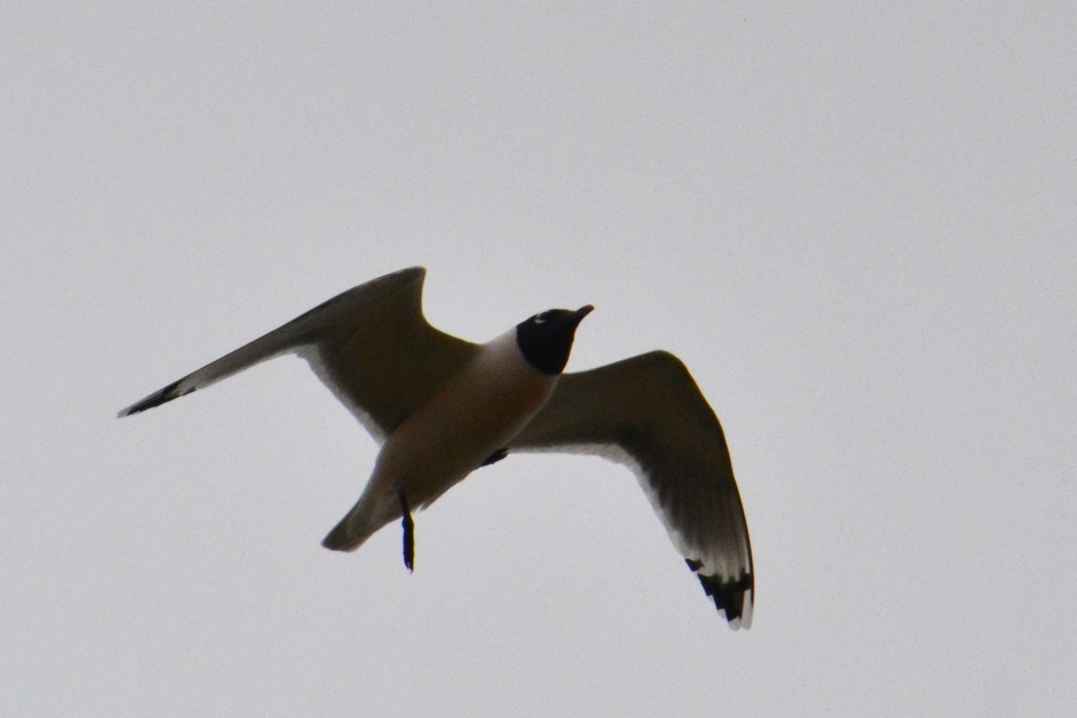 Franklin's Gull - ML619562574