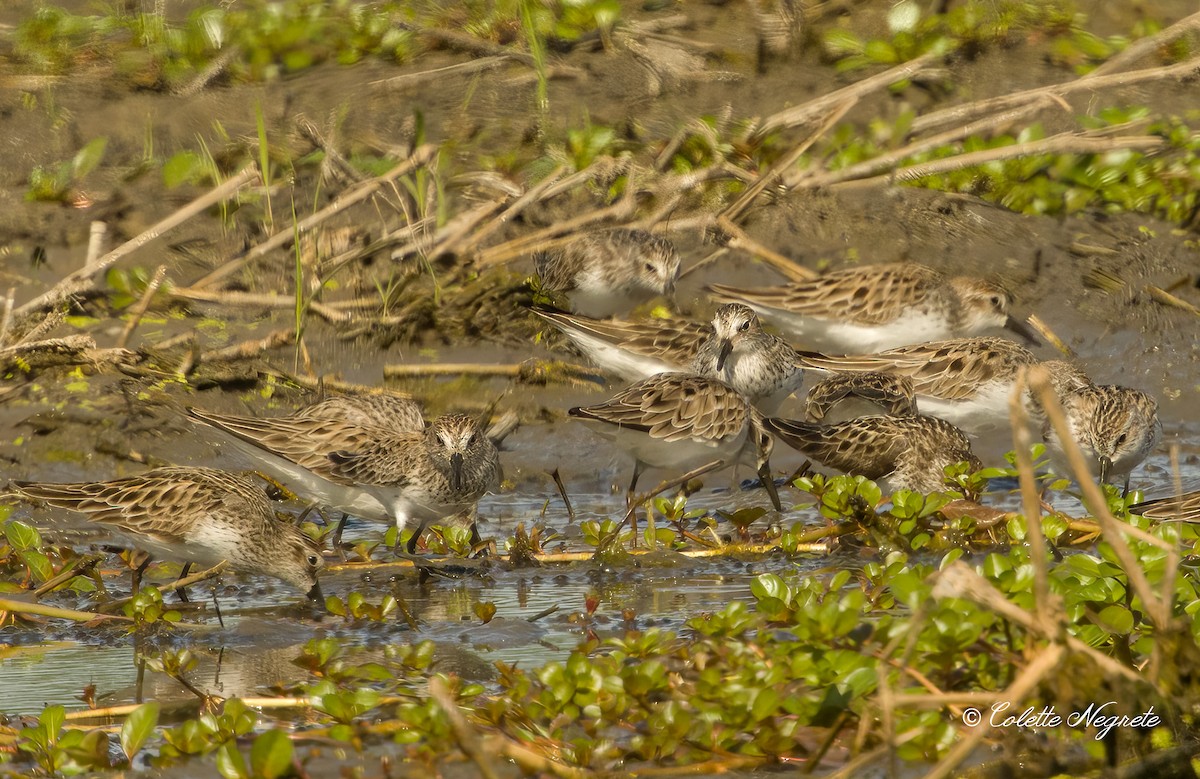 Semipalmated Sandpiper - Colette Vranicar