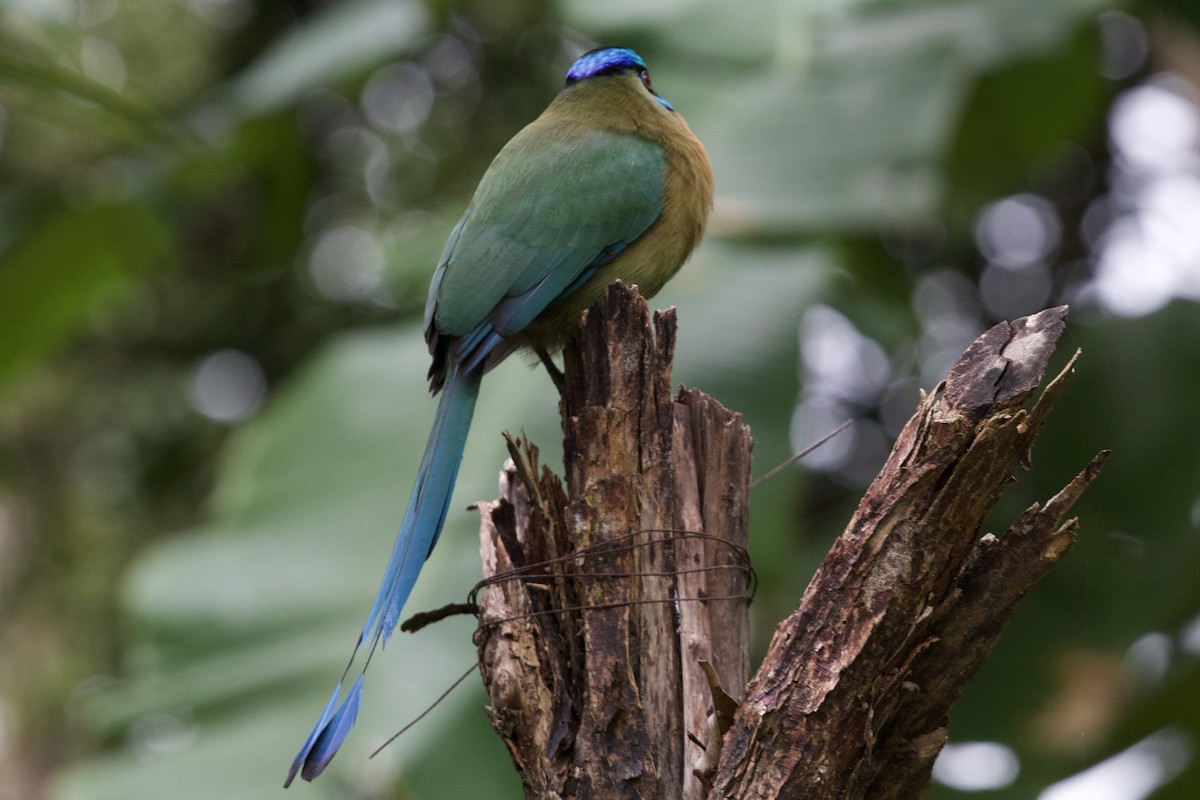 Lesson's Motmot - Brenda Sánchez