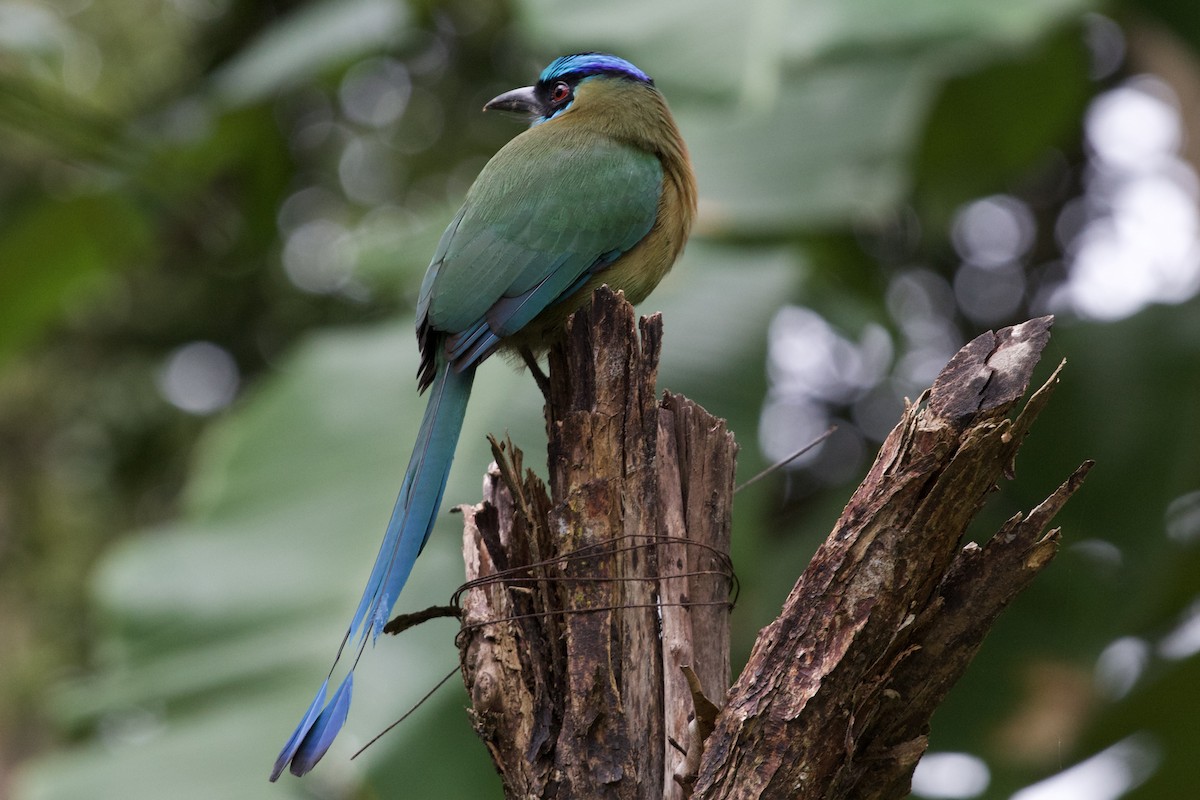 Lesson's Motmot - Brenda Sánchez