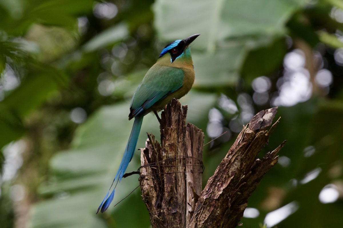 Lesson's Motmot - Brenda Sánchez