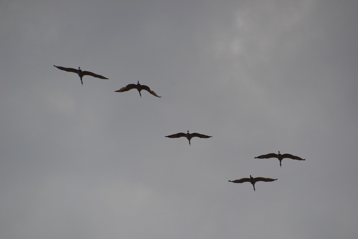 Sandhill Crane - Ted Armstrong