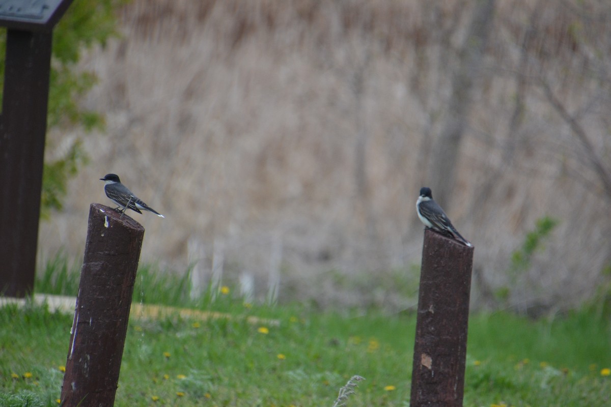 Eastern Kingbird - Ted Armstrong