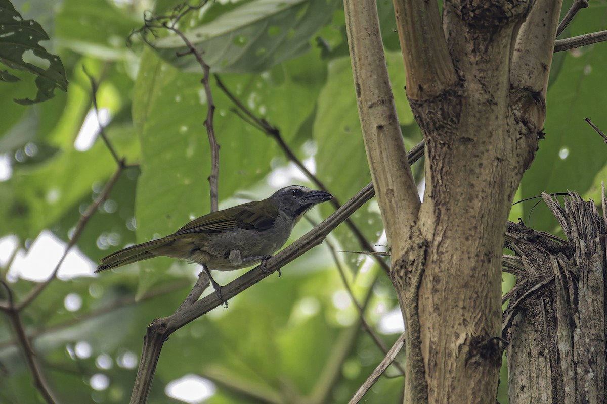 Buff-throated Saltator - George Roussey