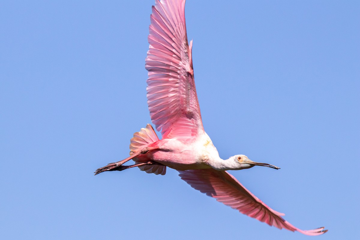 Roseate Spoonbill - Mark Wilson