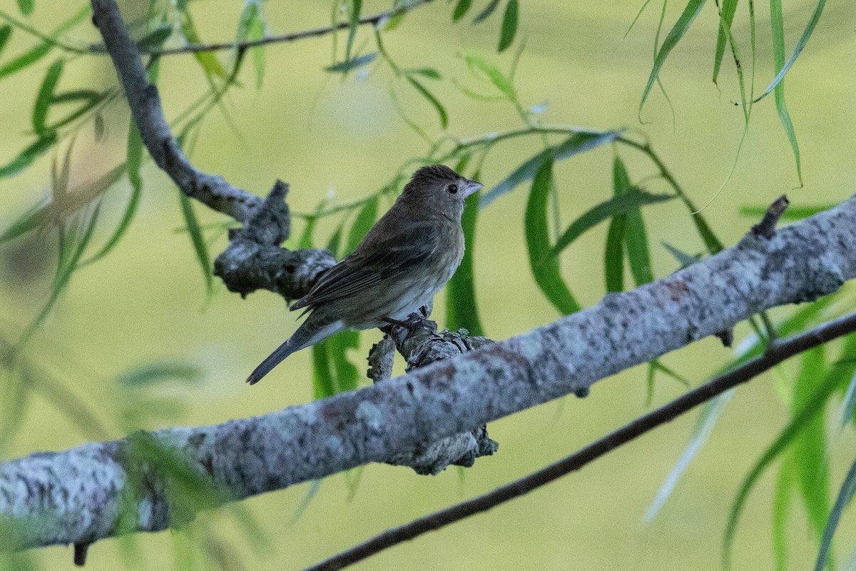 Indigo Bunting - Mark Wilson