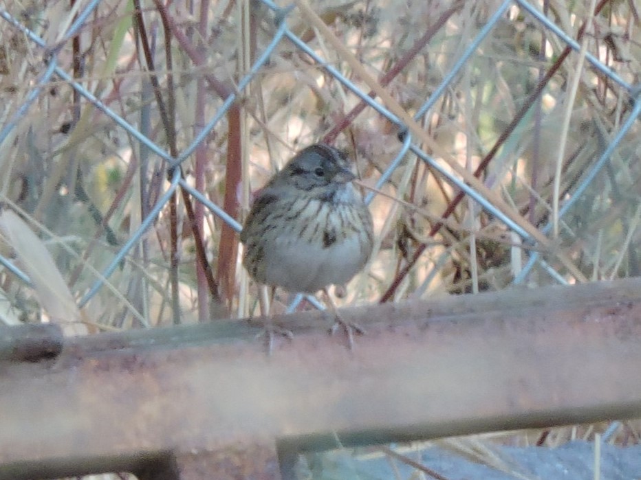 Lincoln's Sparrow - Francisco J. Muñoz Nolasco