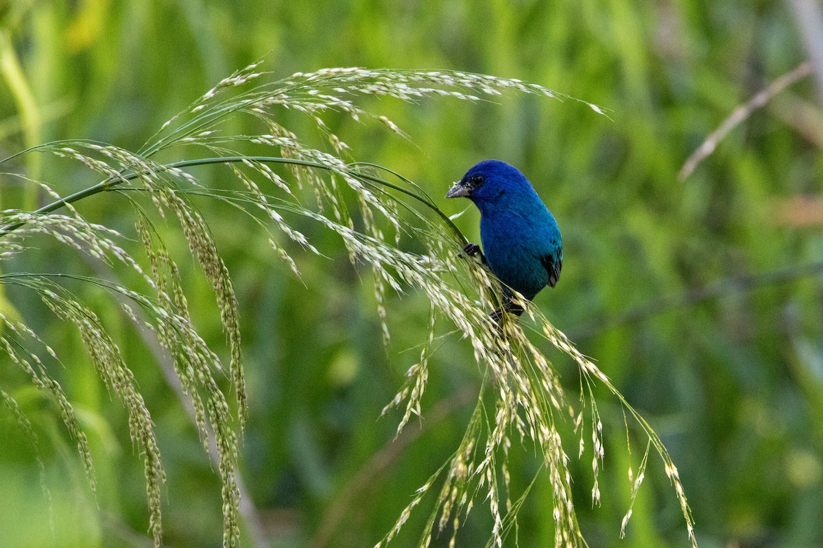 Indigo Bunting - Mark Wilson