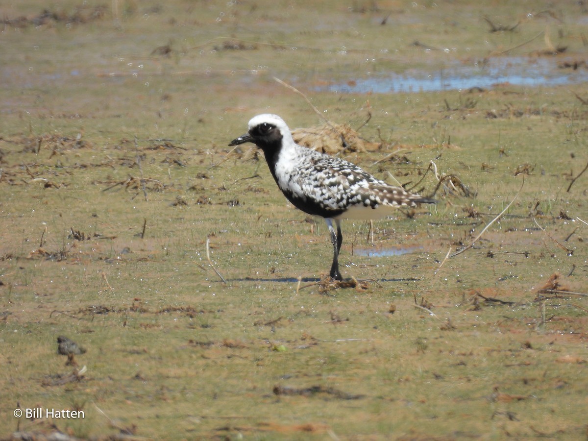 Black-bellied Plover - Bill Hatten