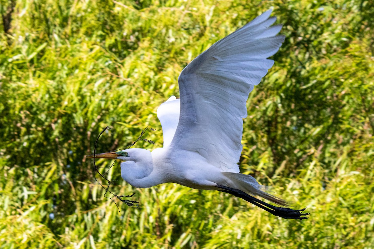 Great Egret - Mark Wilson