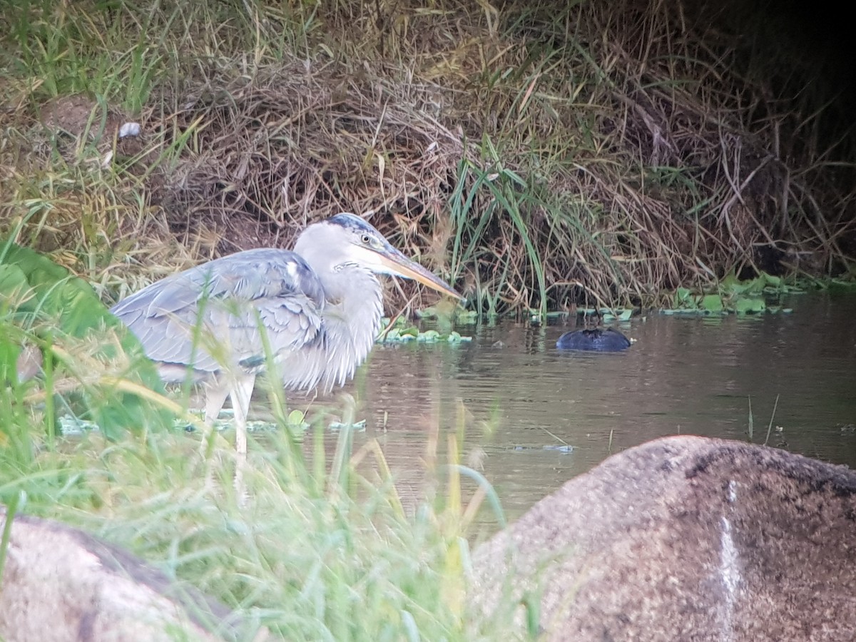 Gray Heron - Eric Heijs