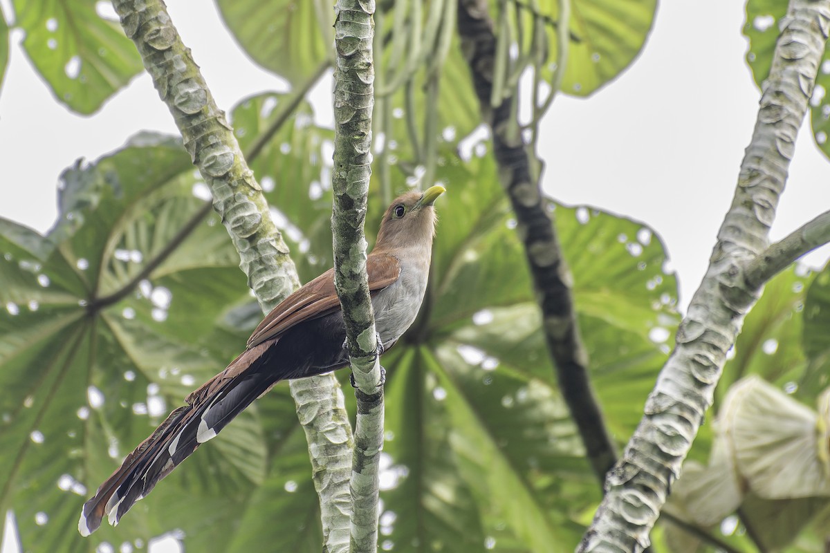 Squirrel Cuckoo - George Roussey