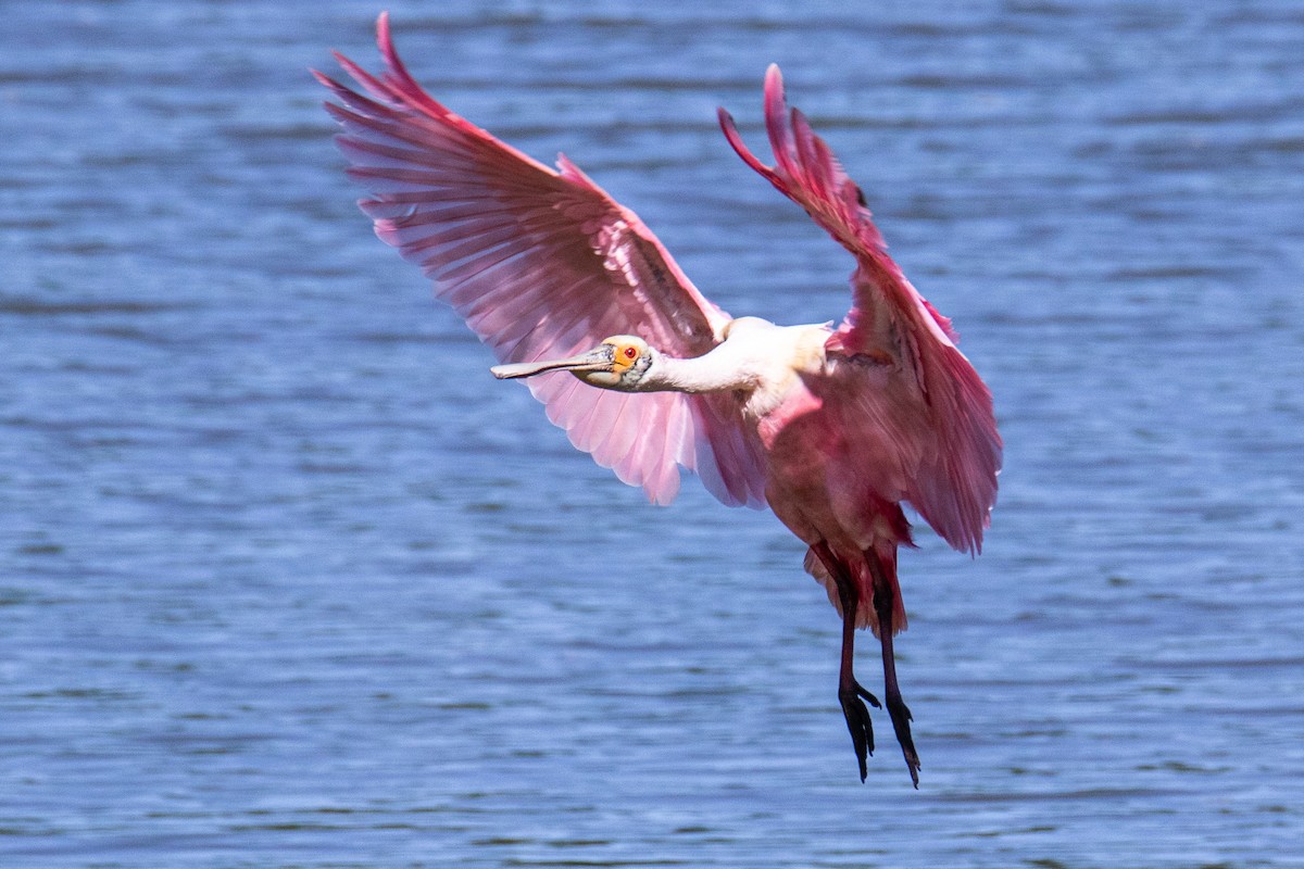 Roseate Spoonbill - Mark Wilson