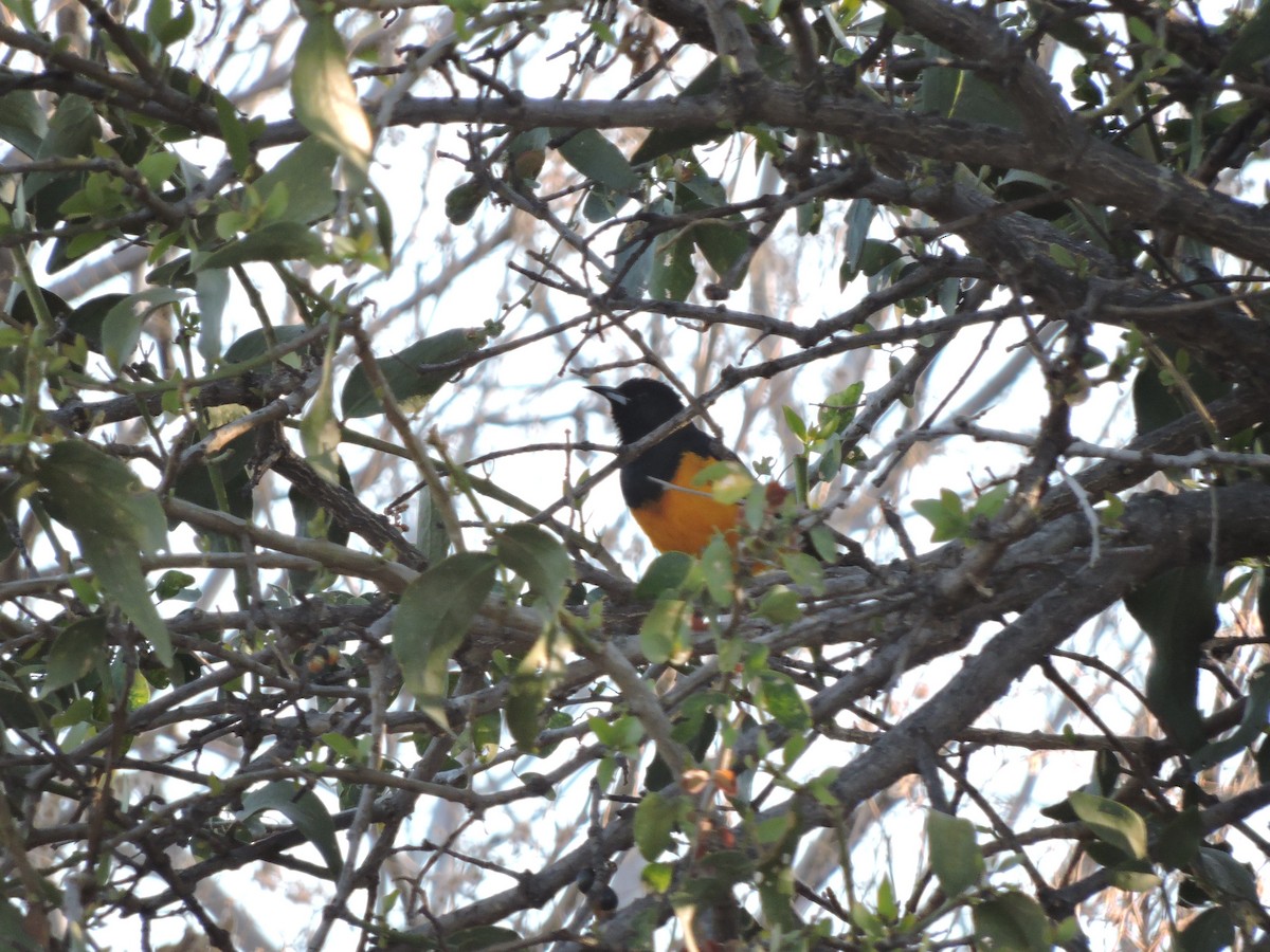 Black-vented Oriole - ML619562621