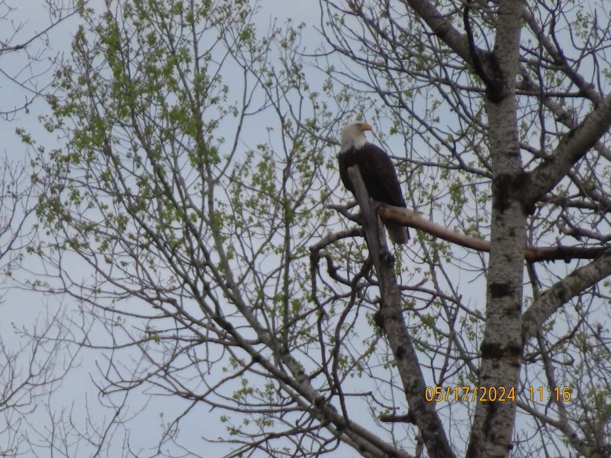 Bald Eagle - gabrielle jastrebski