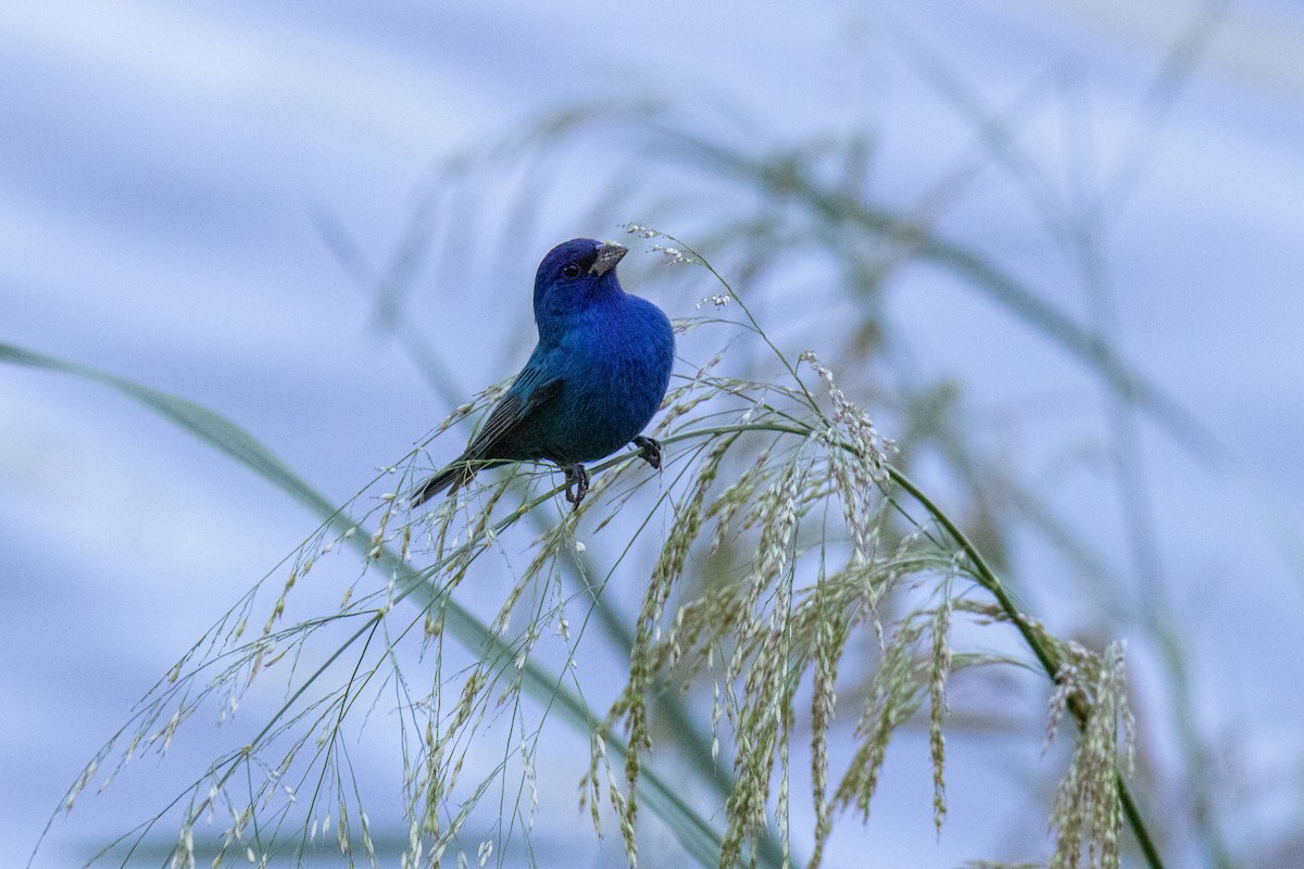 Indigo Bunting - Mark Wilson