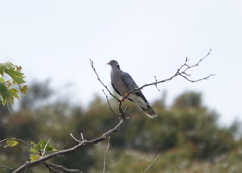 Band-tailed Pigeon - Zhongyu Wang