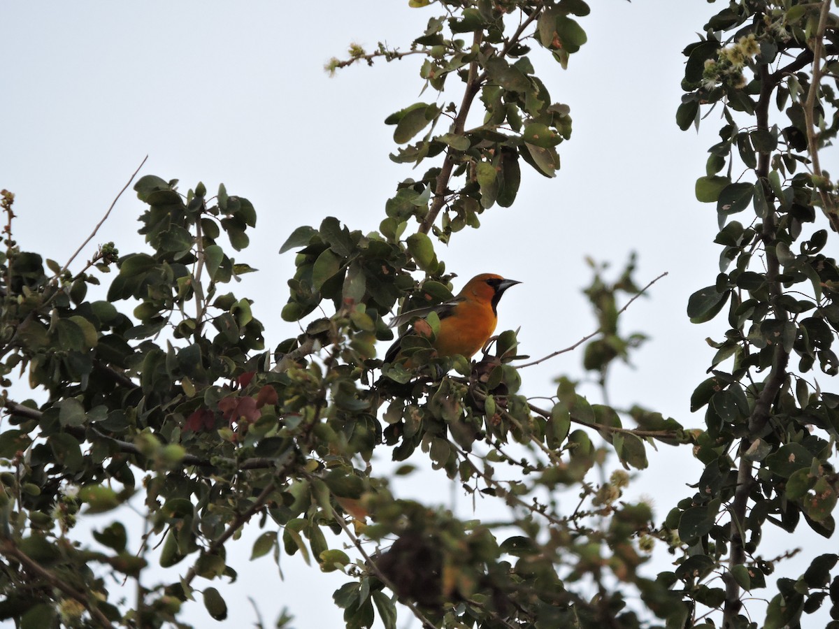 Streak-backed Oriole - Francisco J. Muñoz Nolasco