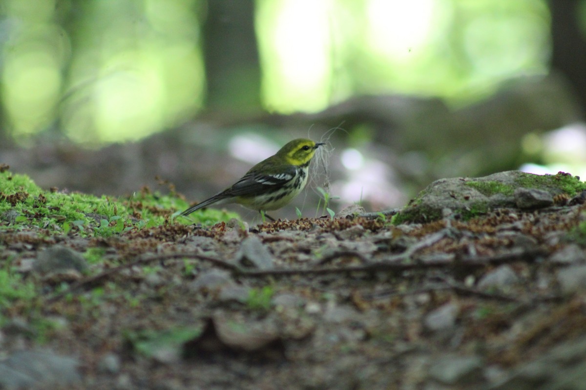 Black-throated Green Warbler - Marie-Anick Filiatrault
