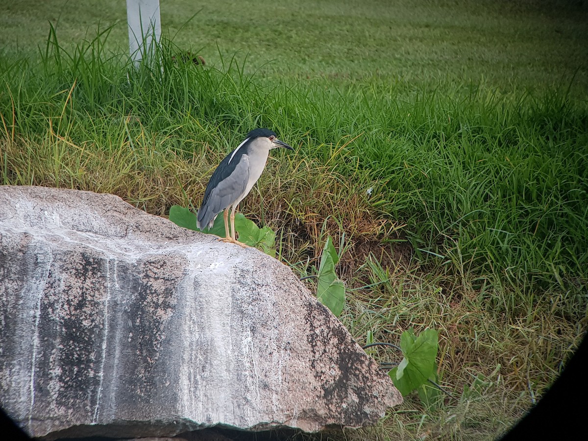 Black-crowned Night Heron - Eric Heijs