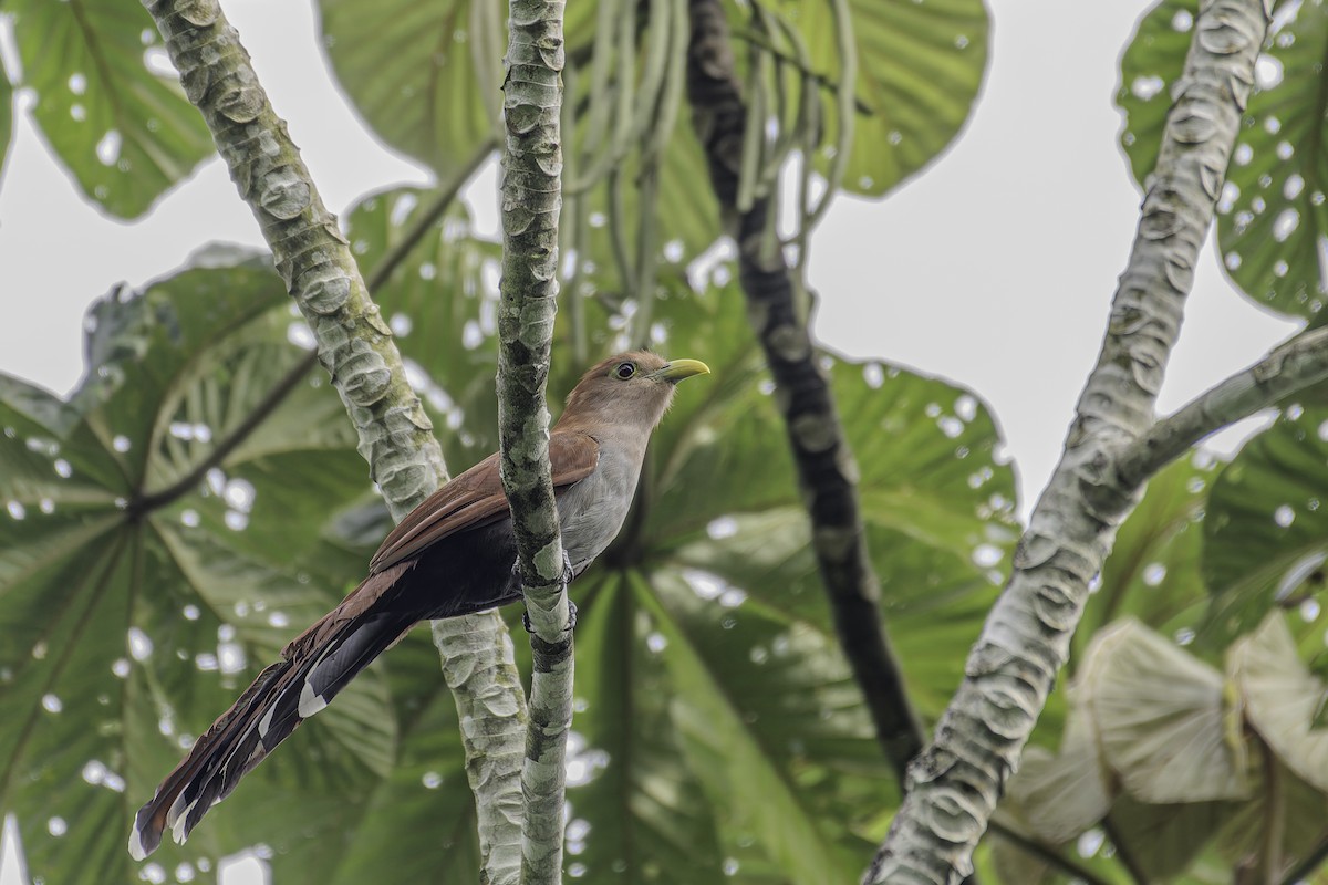 Squirrel Cuckoo - George Roussey