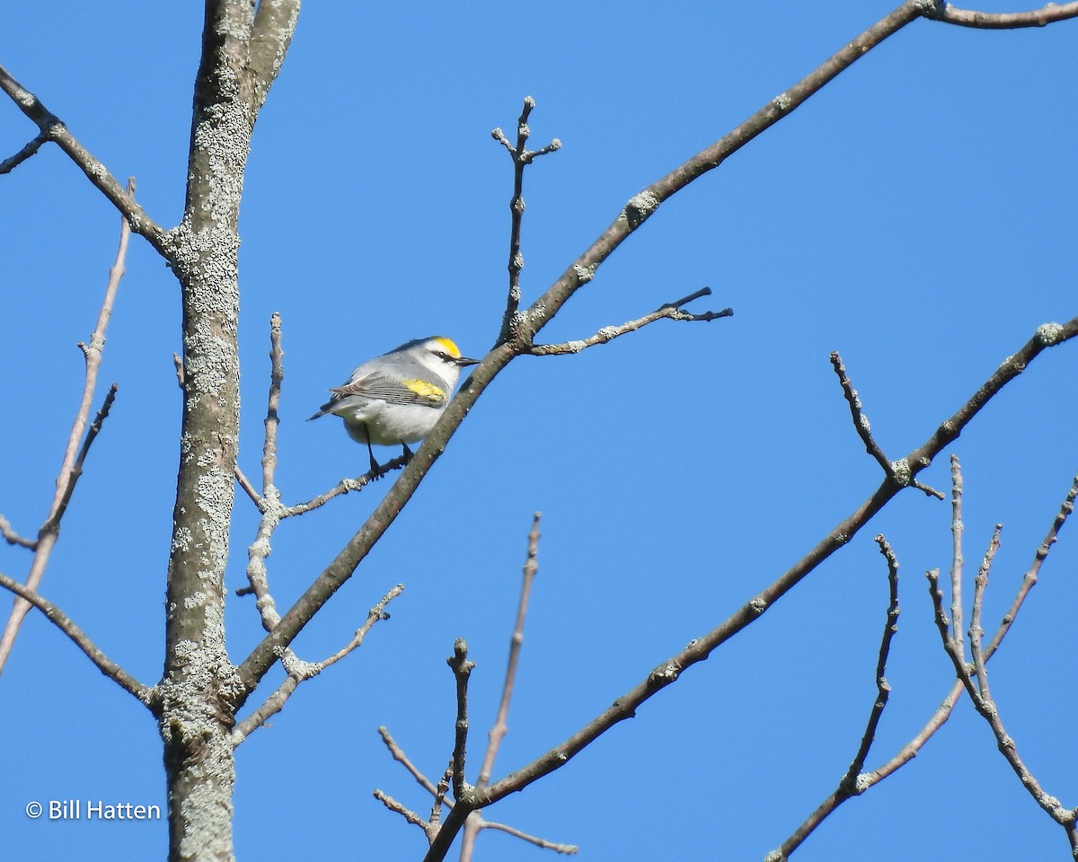 Brewster's Warbler (hybrid) - Bill Hatten