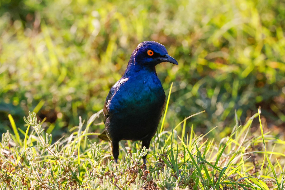 Cape Starling - ML619562640